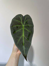 Load image into Gallery viewer, Alocasia regal shield
