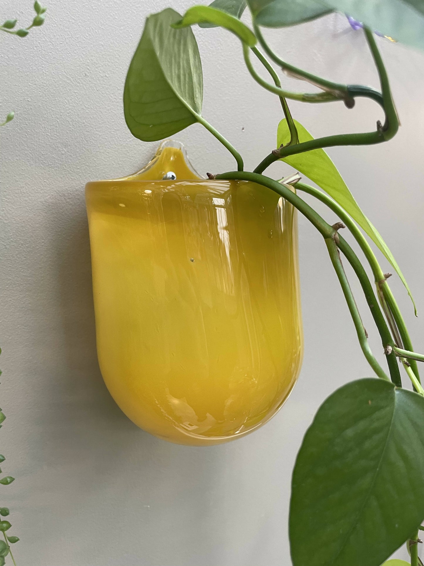 Glass Wall Plant Pouch in Mustard Yellow