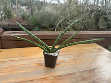 Load image into Gallery viewer, Sansevieria Boncel &quot;Starfish &quot;Snake Plant 2.5”
