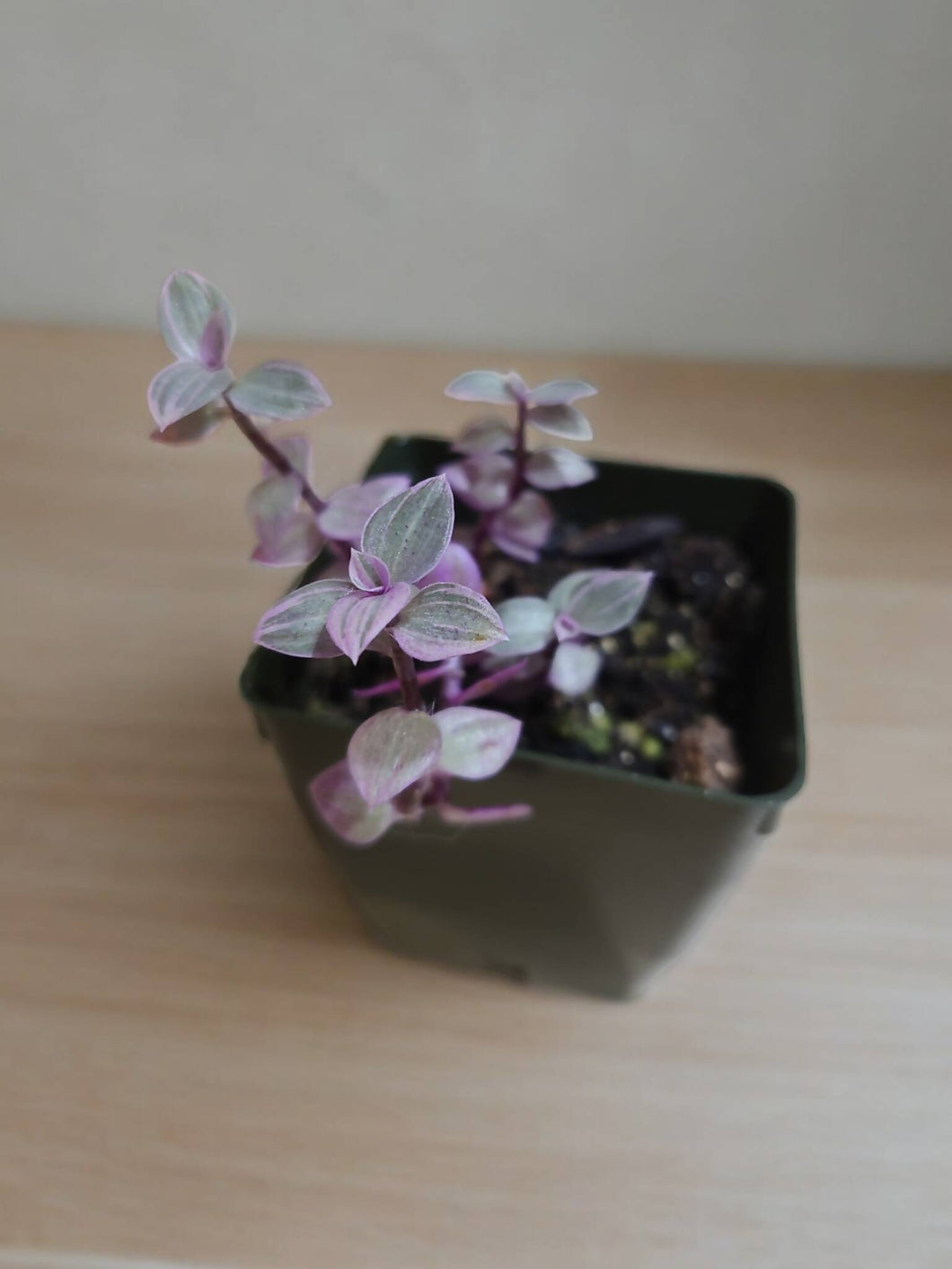 Calissia rapens 'Pink Panther' 2.5
