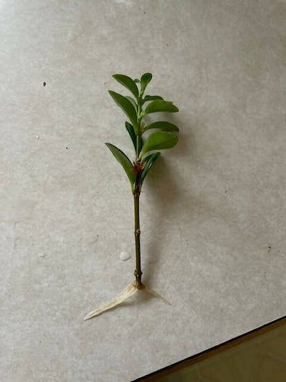 Goldfish Plant / Nematanthus gregarious